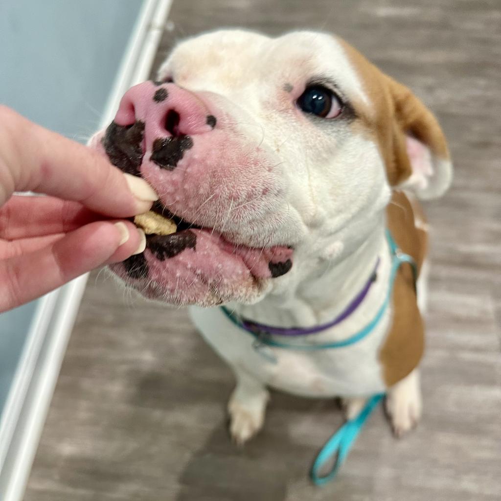 Enlarge Blizzy, a Adoptable mixed breed in Opelika, AL image 1/6