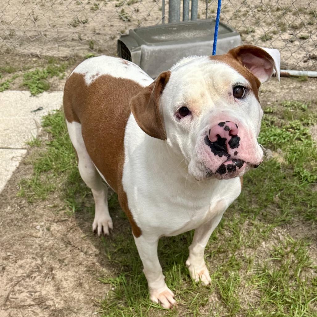 Enlarge Blizzy, a Adoptable mixed breed in Opelika, AL image 2/6