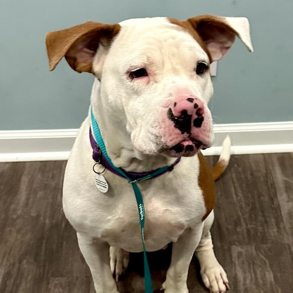 Enlarge Blizzy, a Adoptable mixed breed in Opelika, AL image 3/6