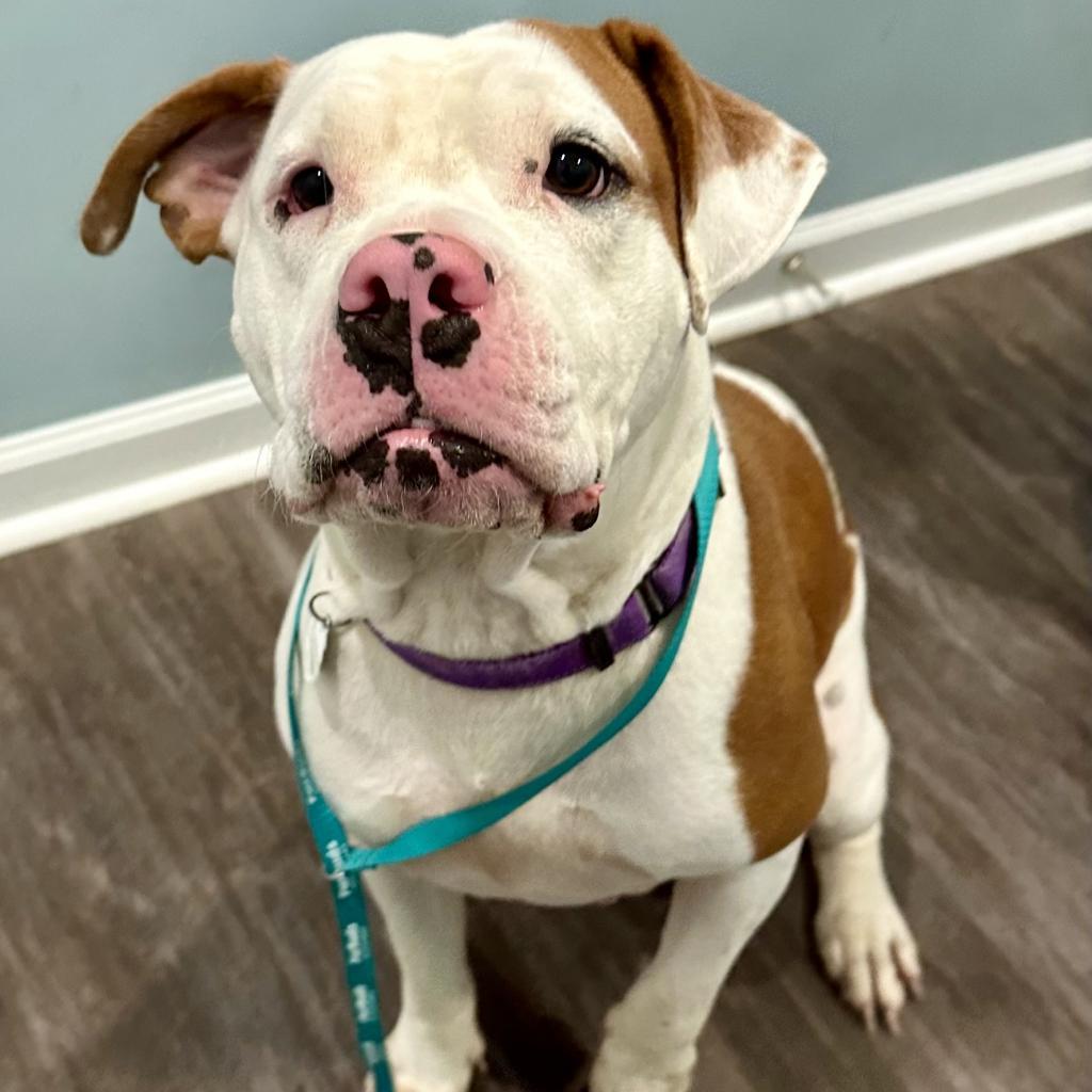 Enlarge Blizzy, a Adoptable mixed breed in Opelika, AL image 5/6