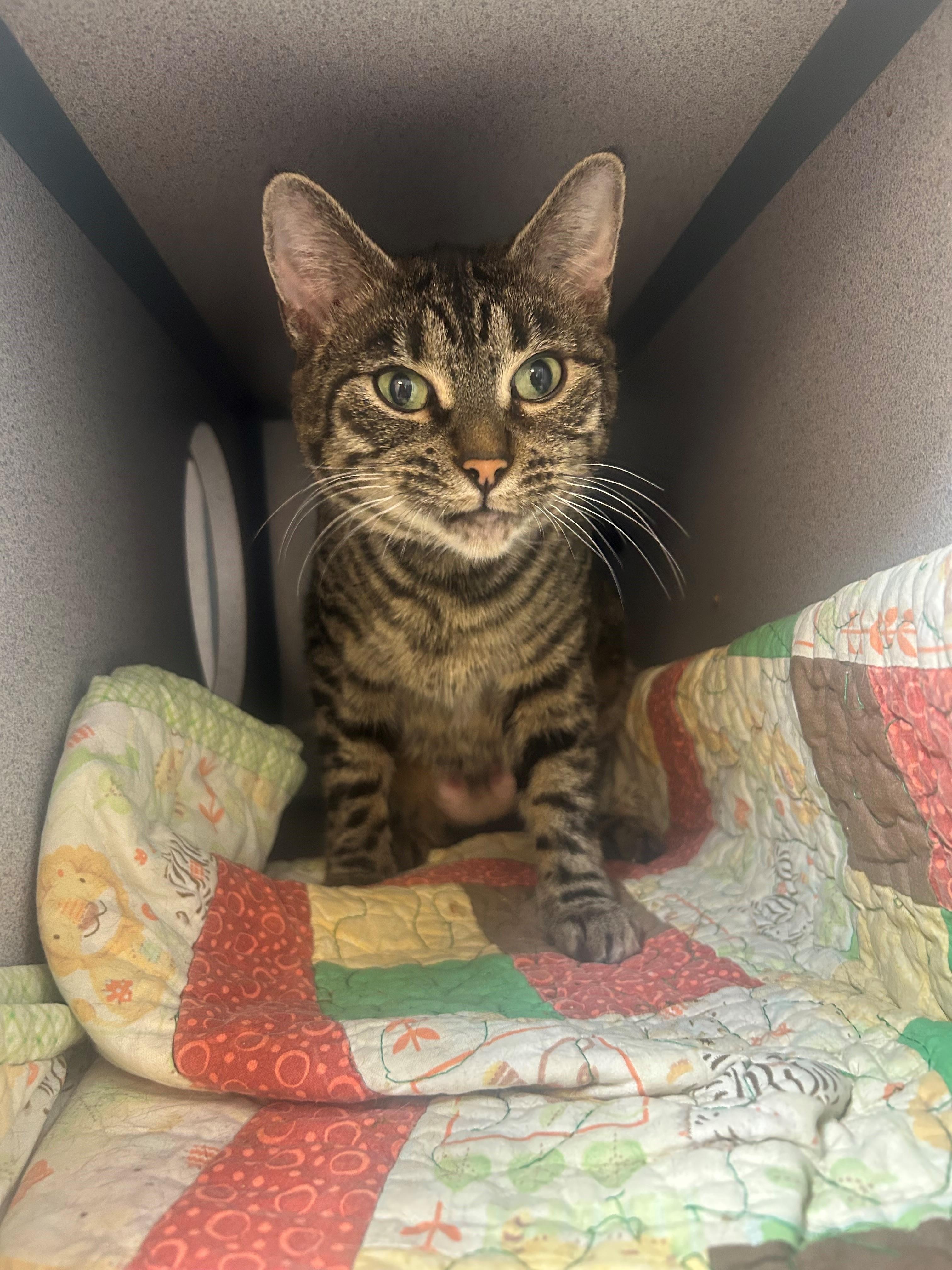 Enlarge Cleo , an adopted Domestic Short Hair in Quilcene, WA image 2/2