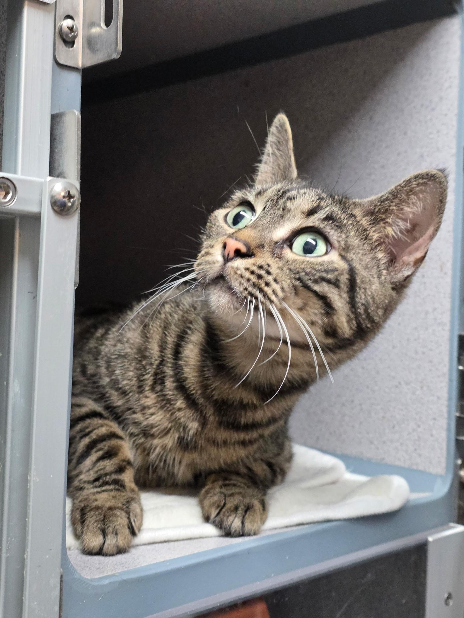 Cleo , adopted, Adult Female Domestic Short Hair.