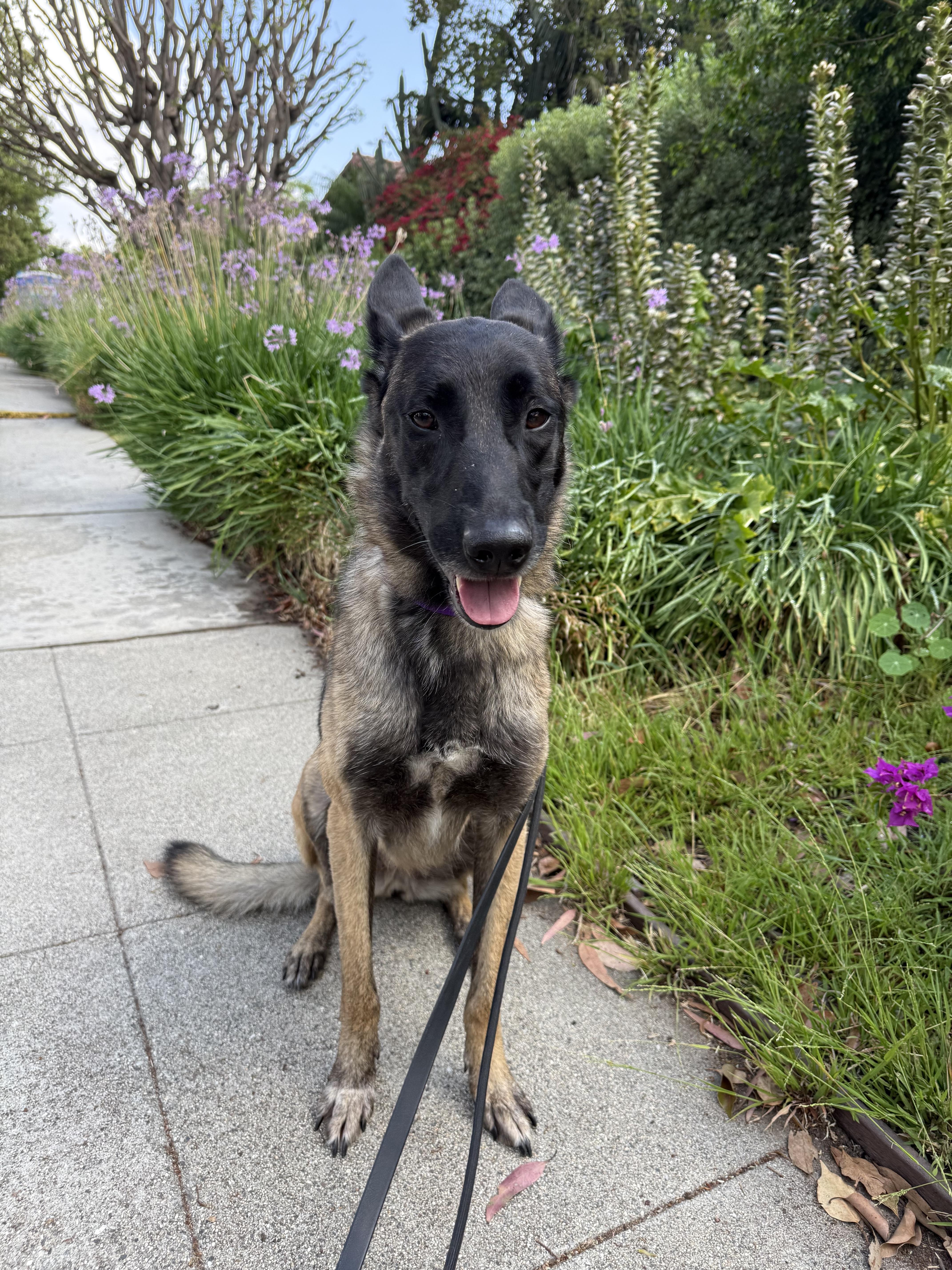 Zailee, a Adoptable Belgian Shepherd / Malinois in Vancouver, WA image 1/5