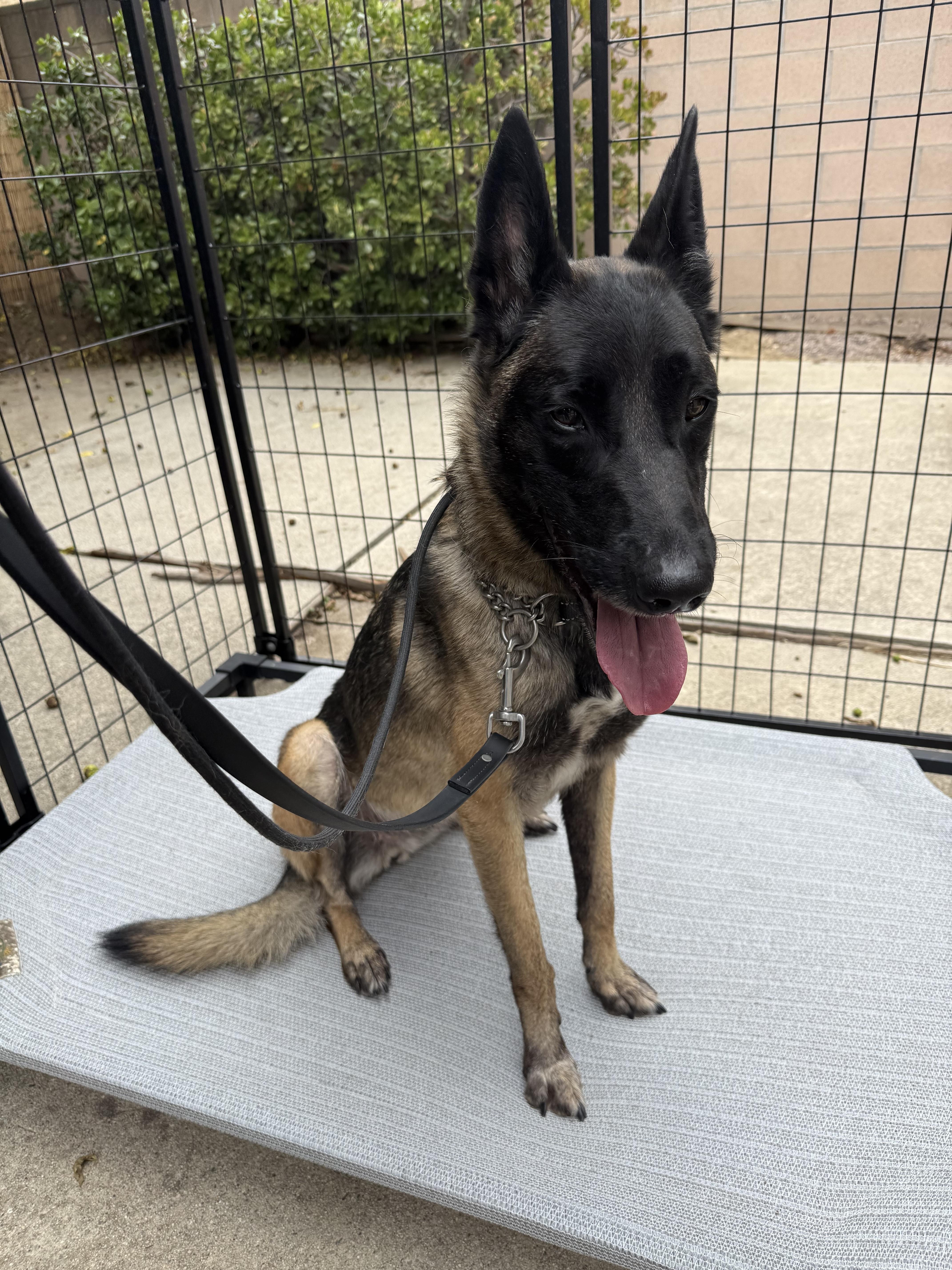 Zailee, a Adoptable Belgian Shepherd / Malinois in Vancouver, WA image 2/5