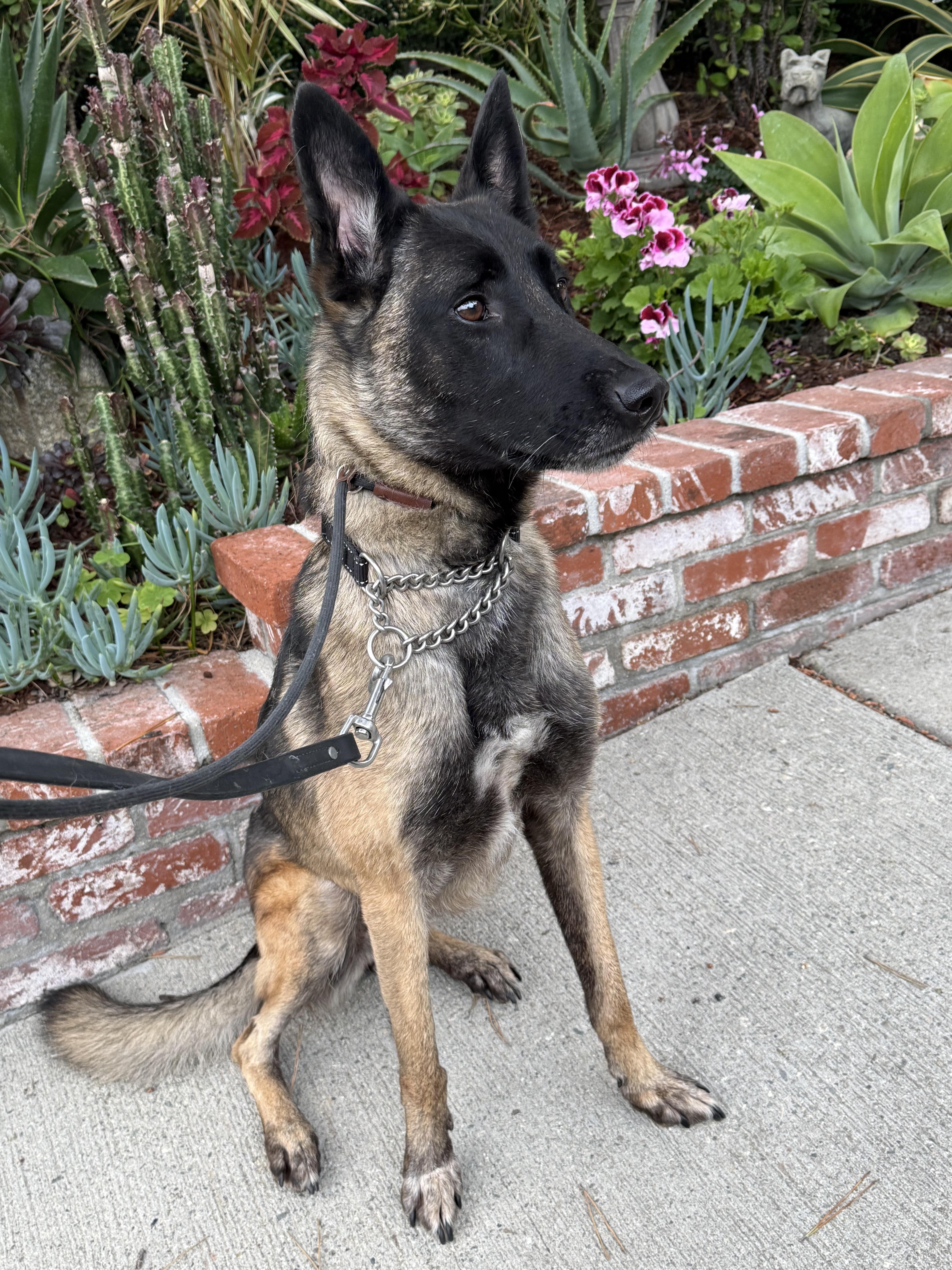 Zailee, a Adoptable Belgian Shepherd / Malinois in Vancouver, WA image 3/5