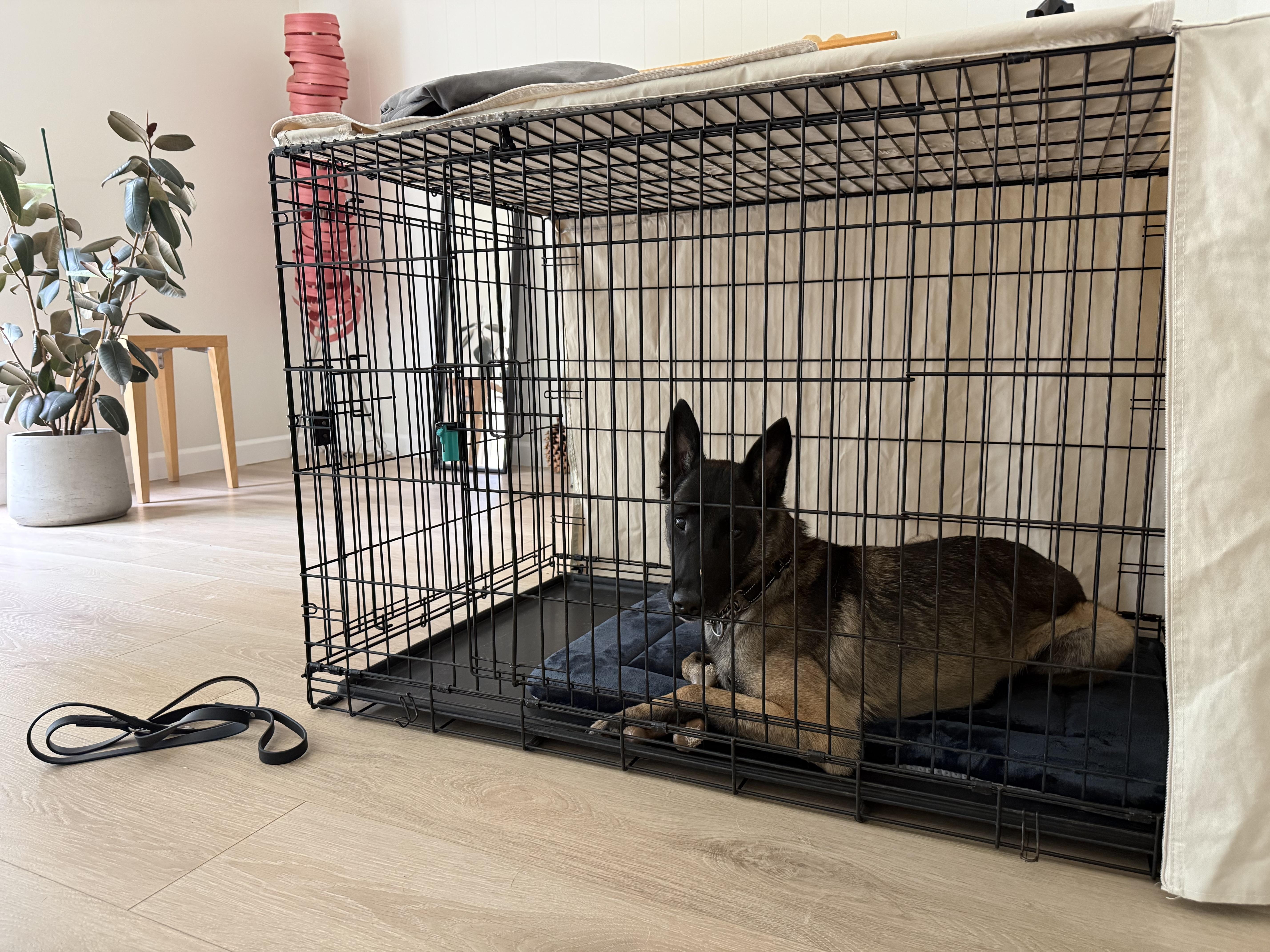 Zailee, a Adoptable Belgian Shepherd / Malinois in Vancouver, WA image 4/5