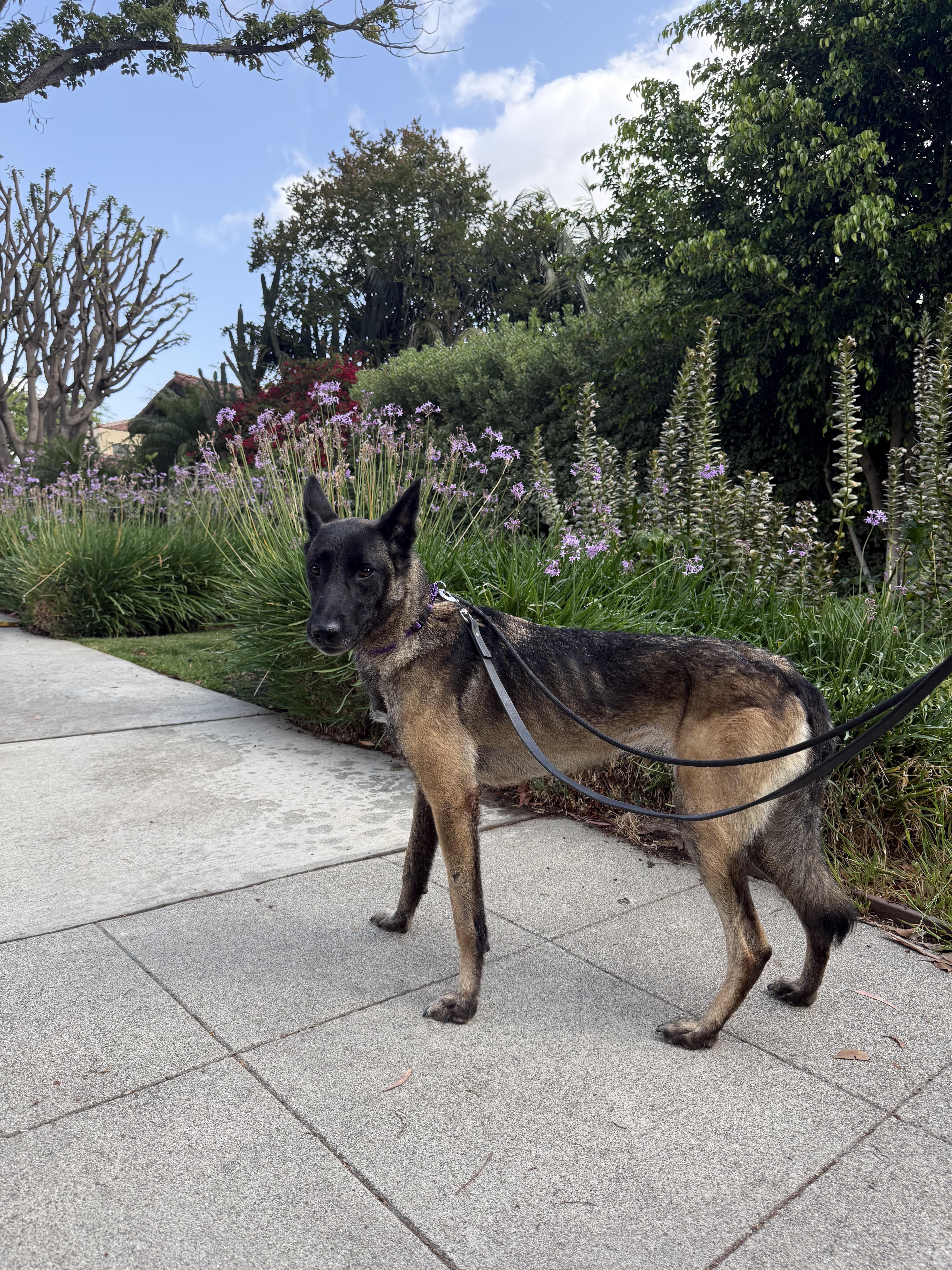 Zailee, a Adoptable Belgian Shepherd / Malinois in Vancouver, WA image 5/5