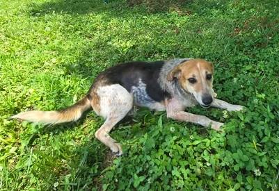 Enlarge Blessing, a Adoptable Coonhound in Point Pleasant, WV image 2/3