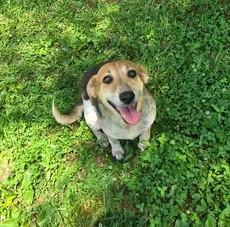 Enlarge Blessing, a Adoptable Coonhound in Point Pleasant, WV image 1/3