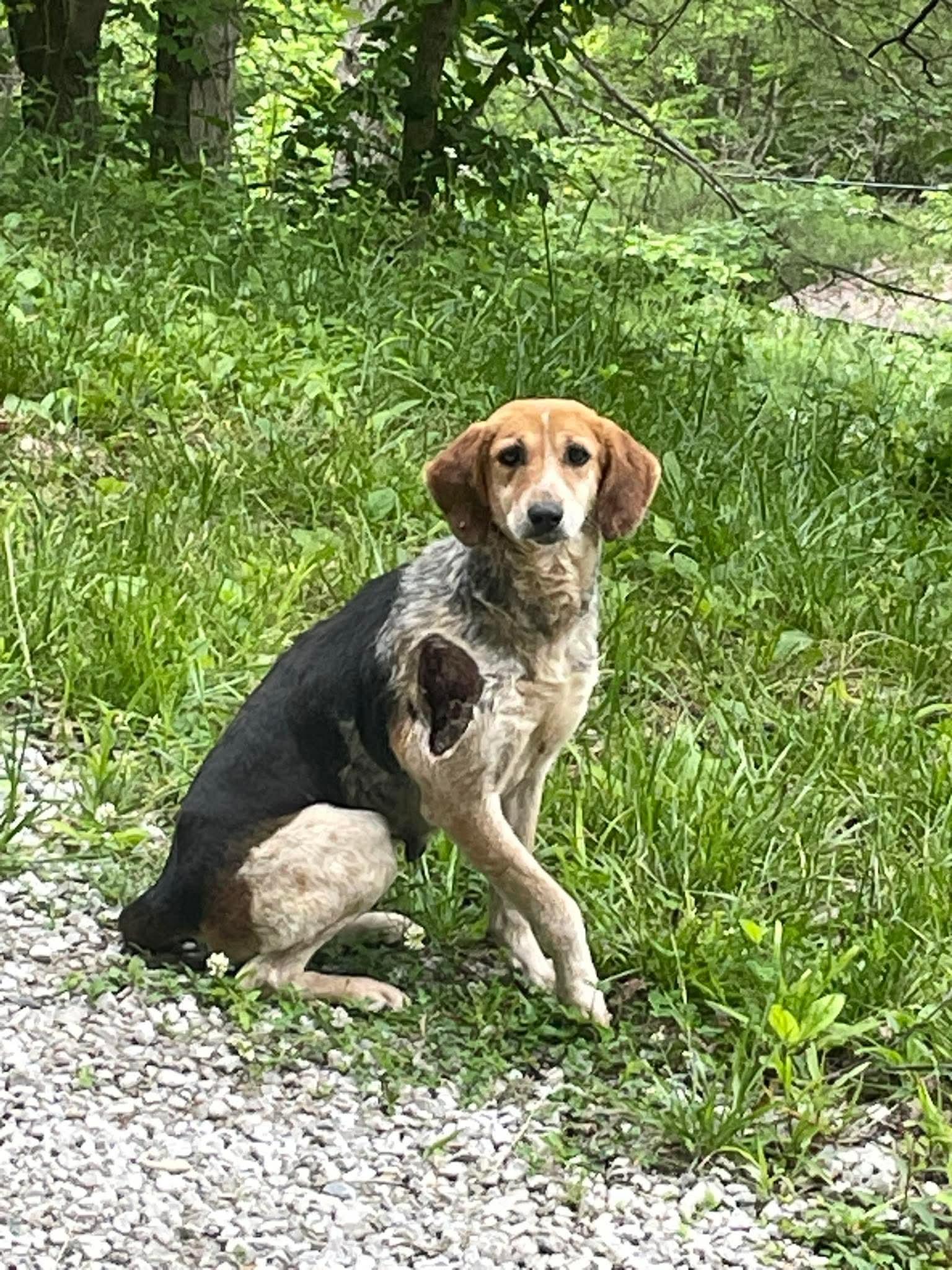 Enlarge Blessing, a Adoptable Coonhound in Point Pleasant, WV image 3/3