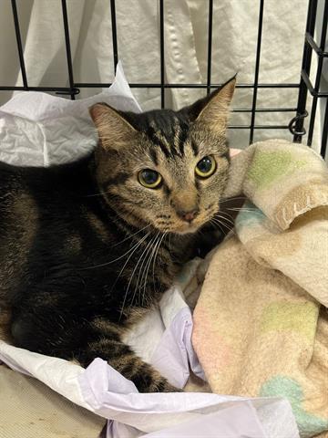 Enlarge BARN CAT, a Adoptable Domestic Medium Hair in San Martin, CA image 1/1