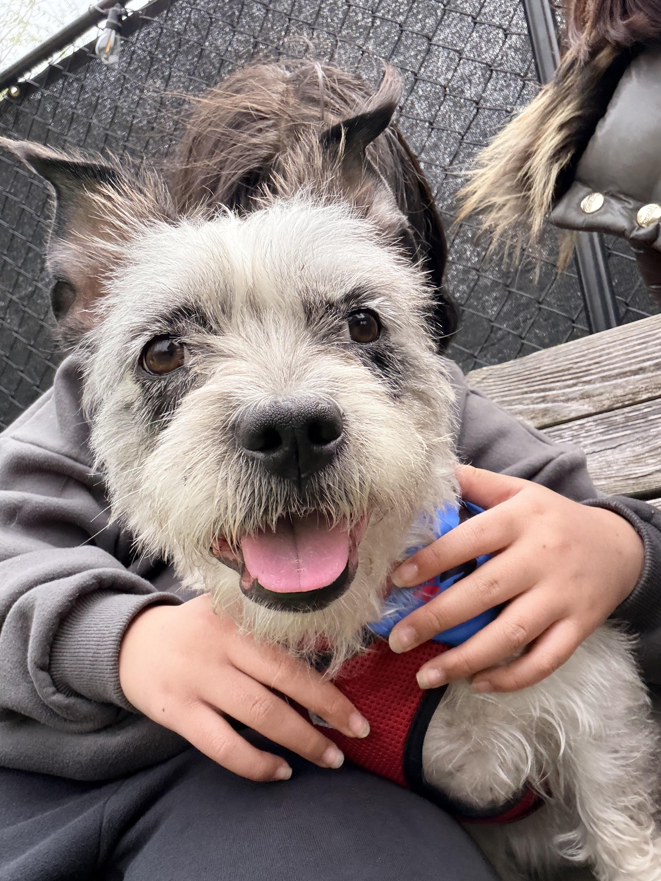 Enlarge Skylar, a ADOPTABLE mixed breed in Harrison, NY image 5/6
