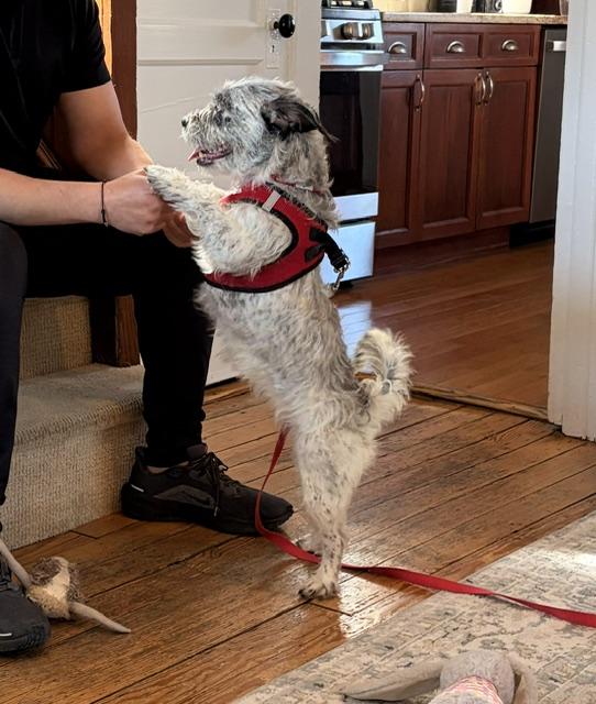 Enlarge Skylar, a ADOPTABLE mixed breed in Harrison, NY image 6/6