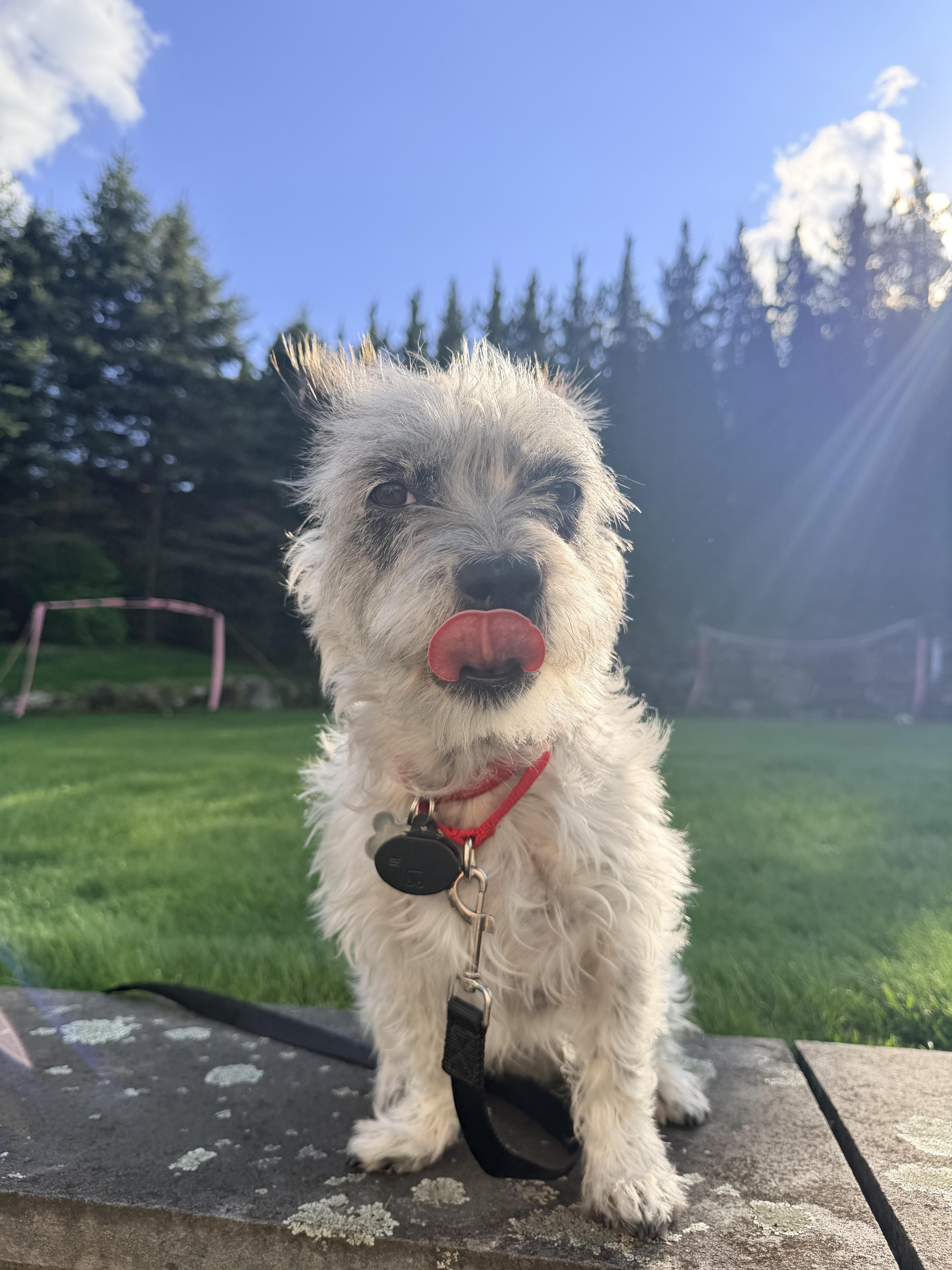 Enlarge Skylar, a ADOPTABLE mixed breed in Harrison, NY image 3/6
