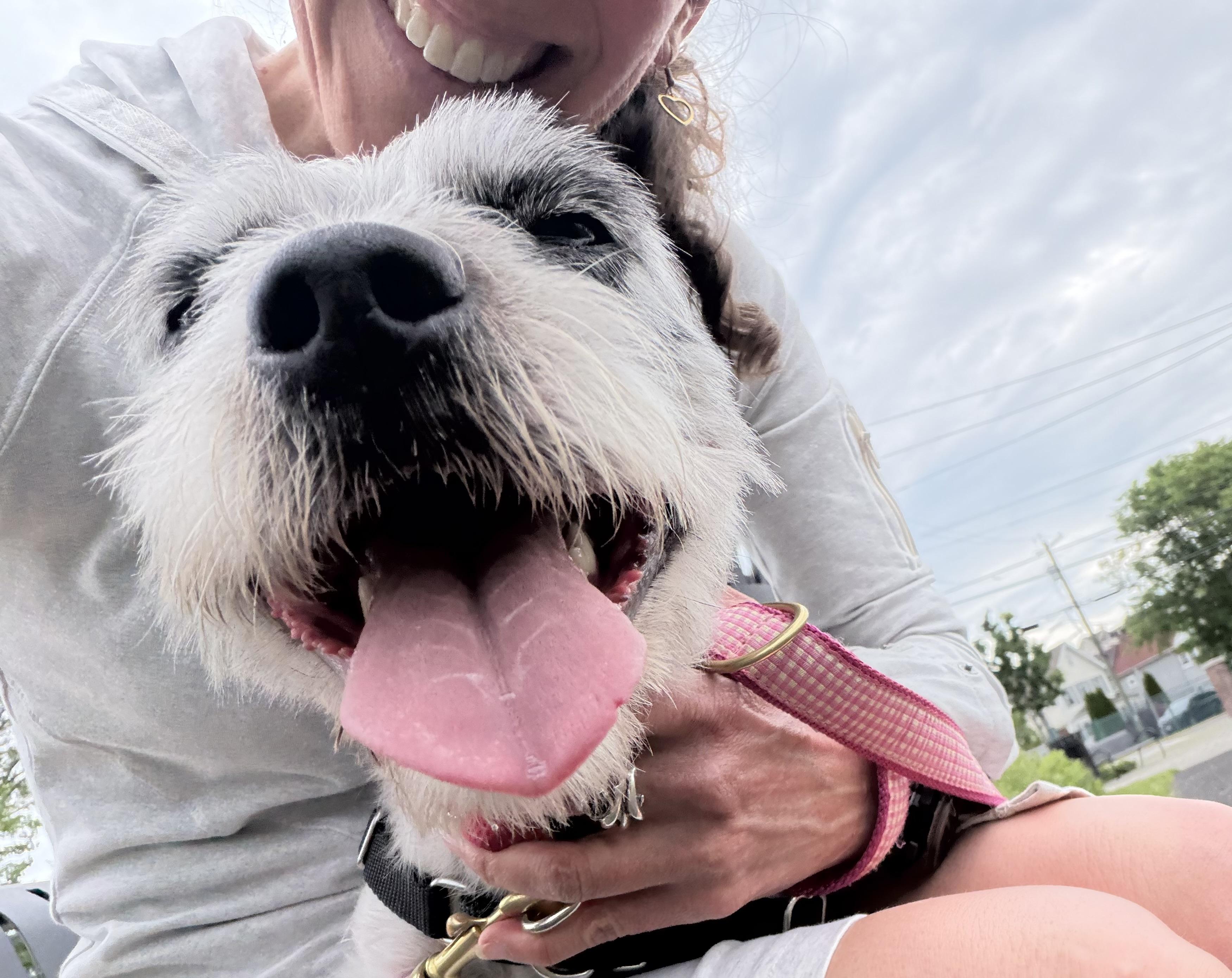 Enlarge Skylar, a ADOPTABLE mixed breed in Harrison, NY image 2/6