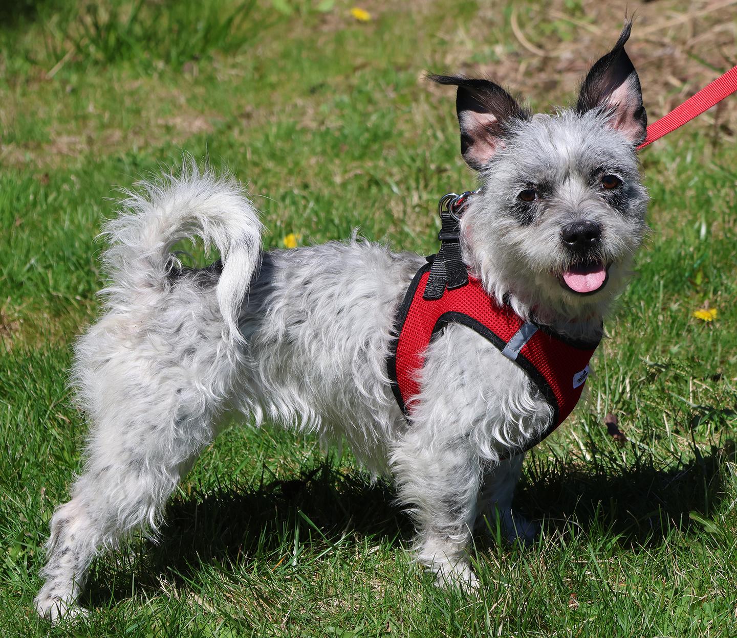 Enlarge Skylar, a ADOPTABLE mixed breed in Harrison, NY image 1/6