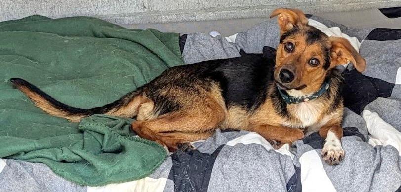 Enlarge BELLE, an adopted mixed breed in Concord, NH image 4/5