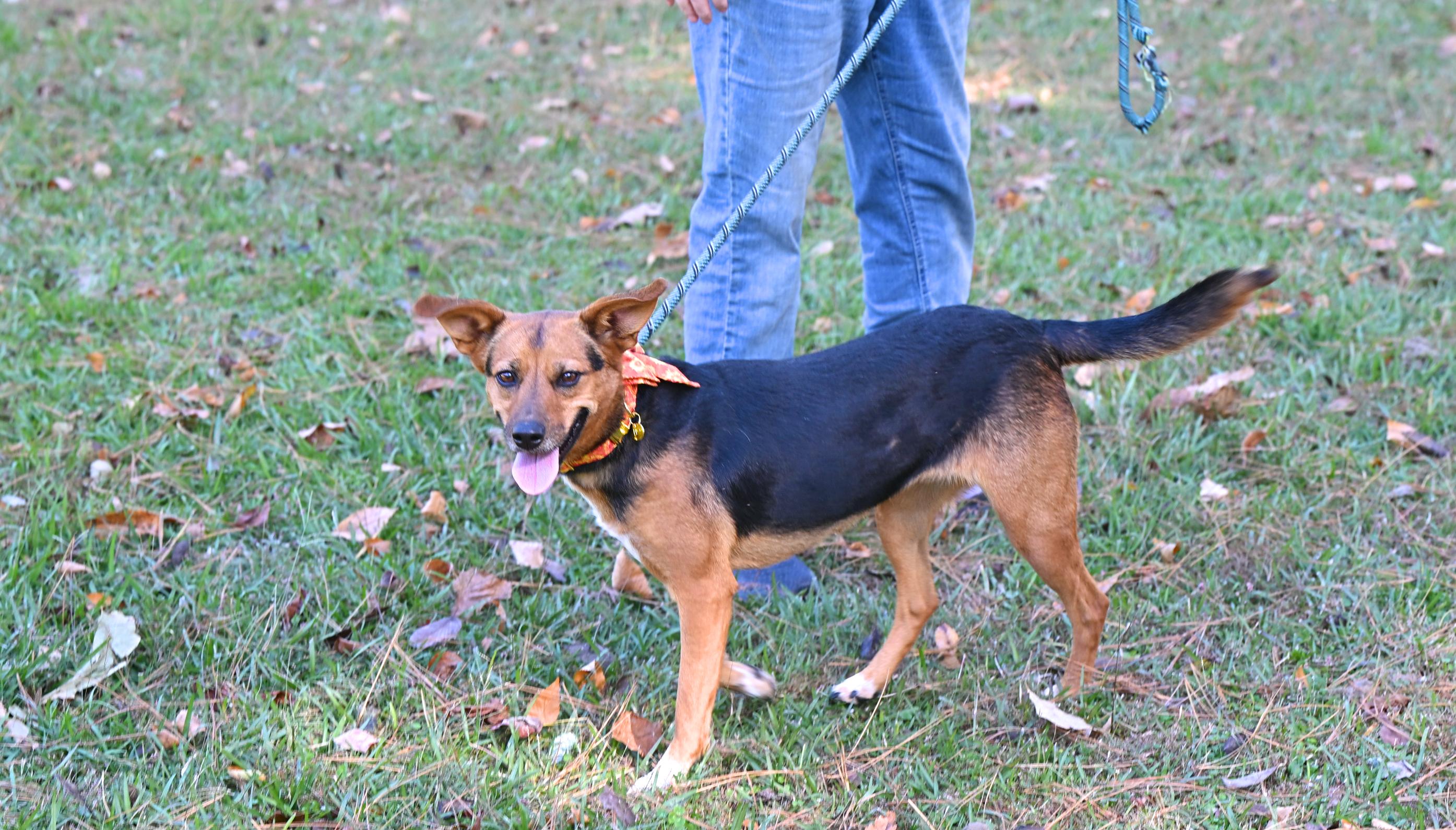 Enlarge BELLE, an adopted mixed breed in Concord, NH image 1/5