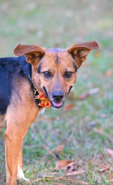 Enlarge BELLE, an adopted mixed breed in Concord, NH image 5/5