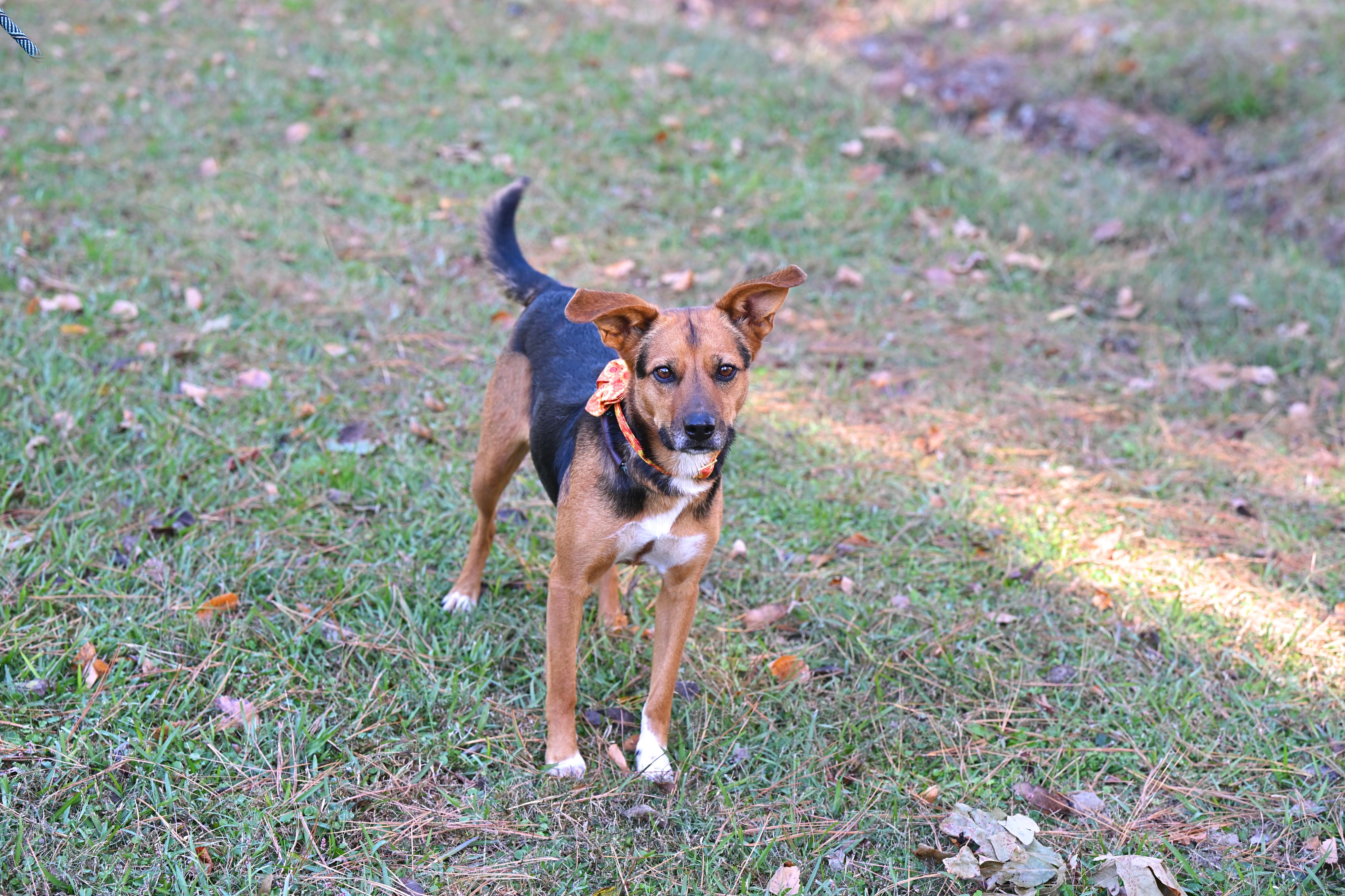 Enlarge BELLE, an adopted mixed breed in Concord, NH image 3/5