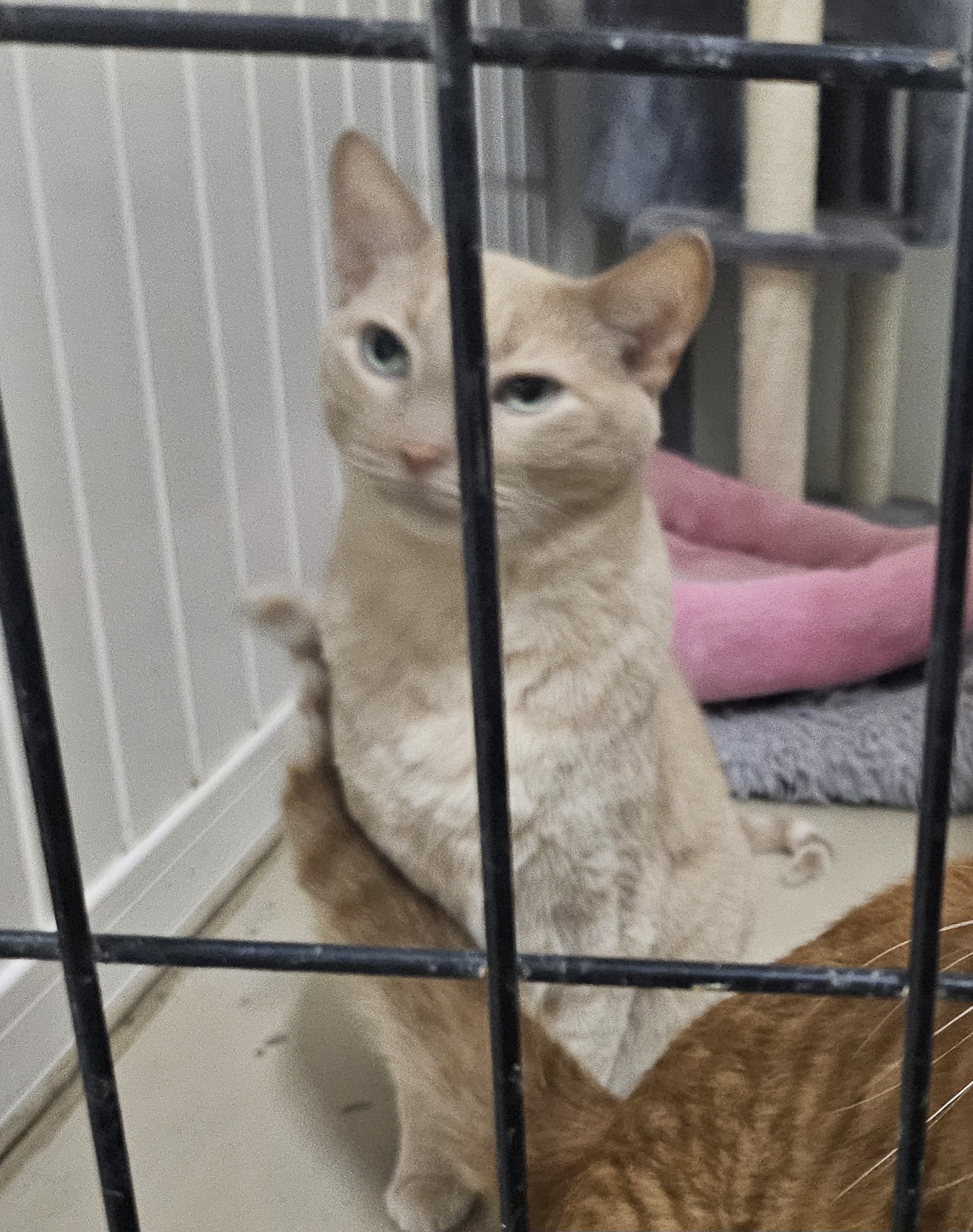 Enlarge Cookie, a Adopted Domestic Short Hair in South Elgin, IL image 1/2