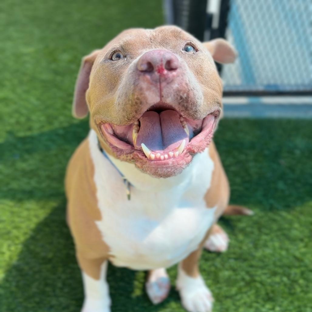 Enlarge Maverick A2000894, a Adoptable Pit Bull Terrier in Mission Hills, CA image 1/3