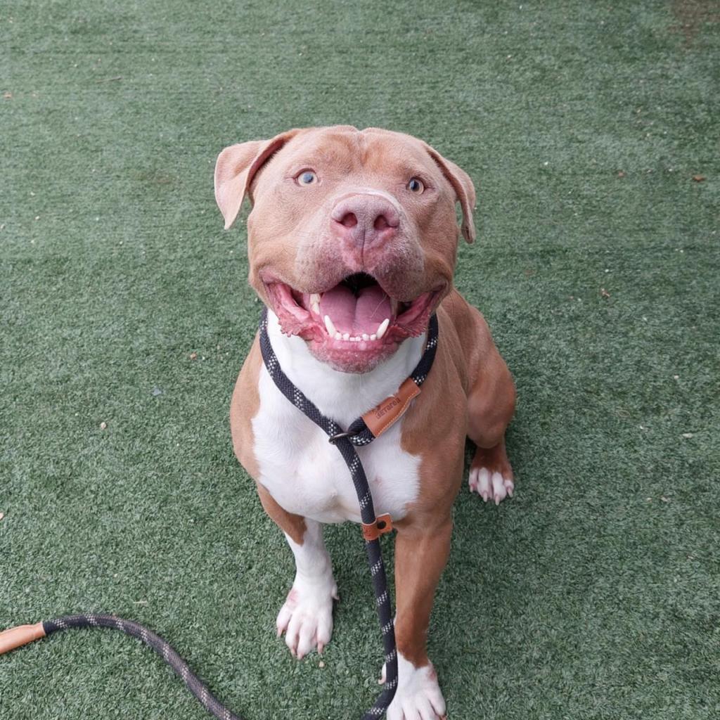 Enlarge Maverick A2000894, a Adoptable Pit Bull Terrier in Mission Hills, CA image 2/3