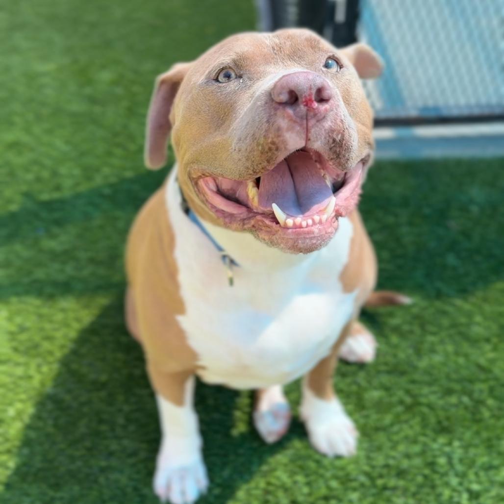 Enlarge Maverick A2000894, a Adoptable Pit Bull Terrier in Mission Hills, CA image 3/3