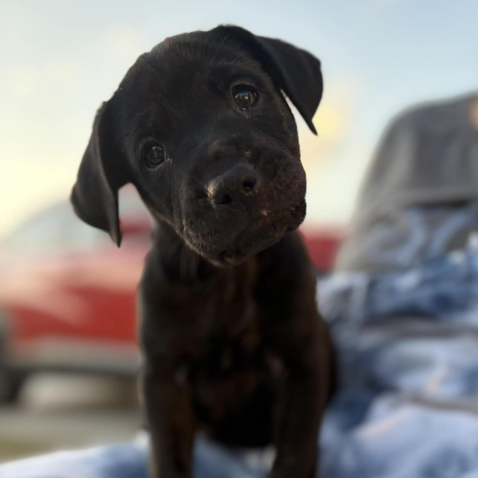 Crosby , ADOPTABLE, Puppy Male German Shepherd Dog & German Shorthaired Pointer.