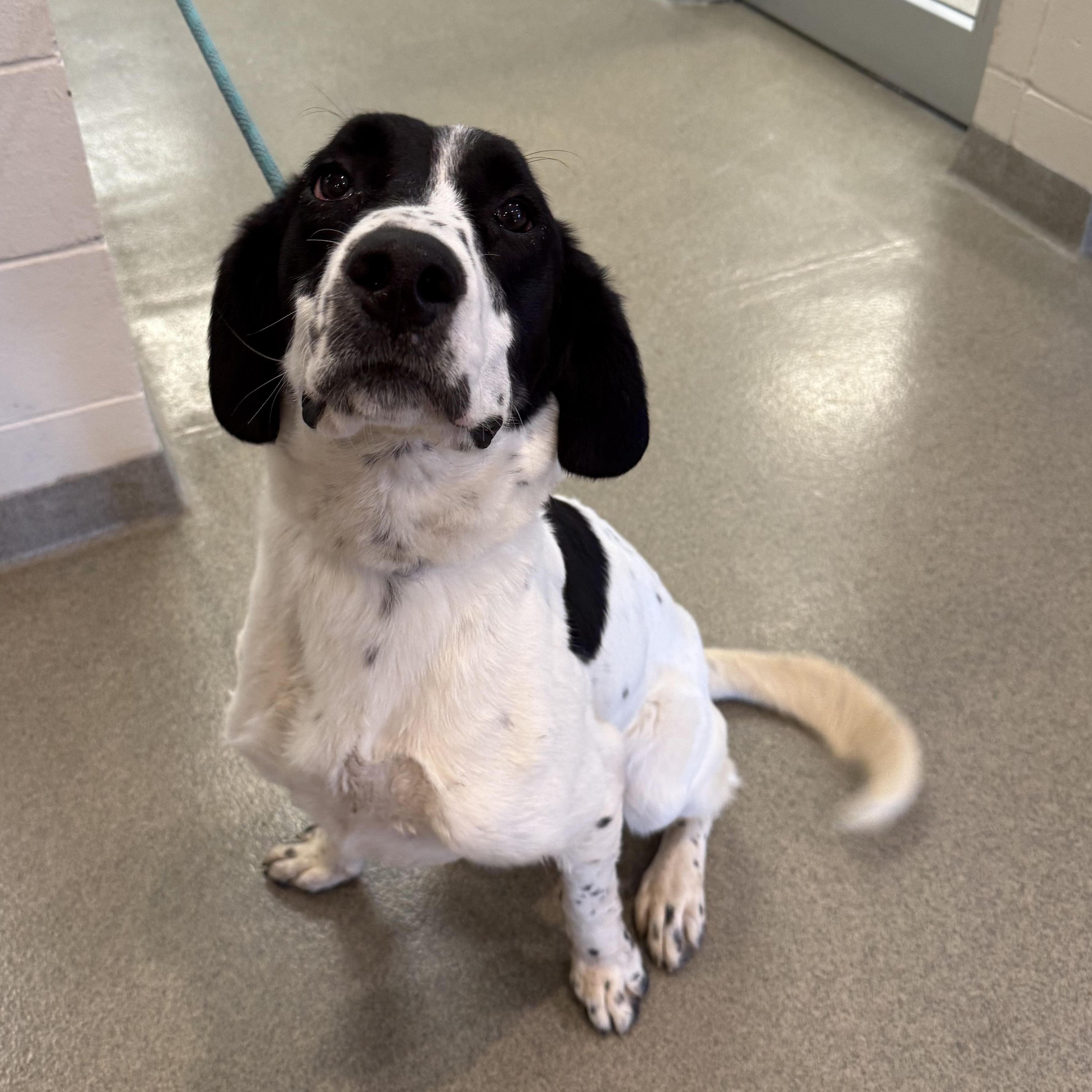 Enlarge Kahuna, a Adoptable mixed breed in Kearney, NE image 1/2