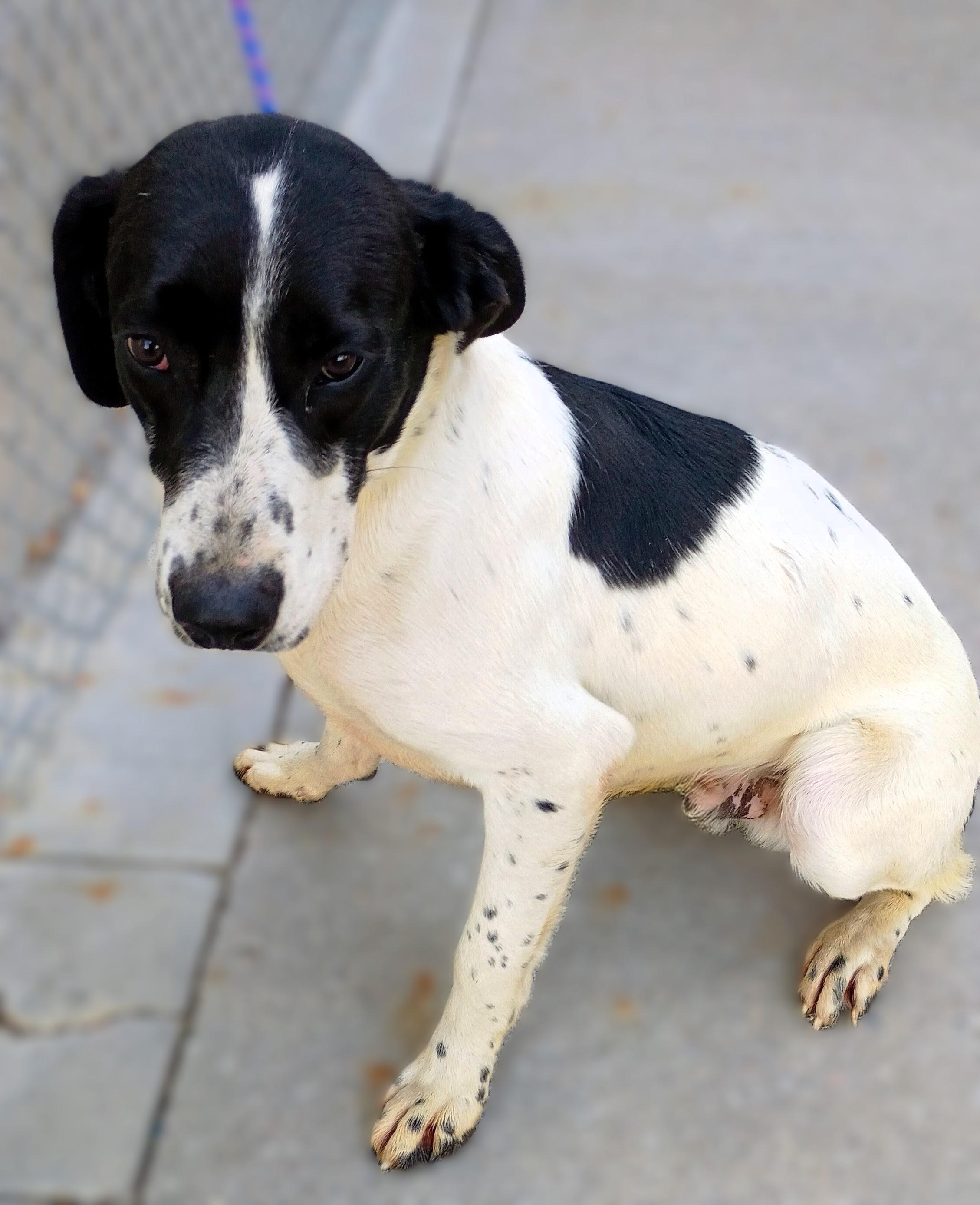 Kahuna, Adoptable, Adult Male Border Collie.
