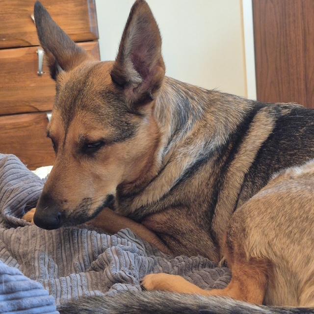 Hazel - pending, an adopted Mixed Breed in Saskatoon, SK image 4/4