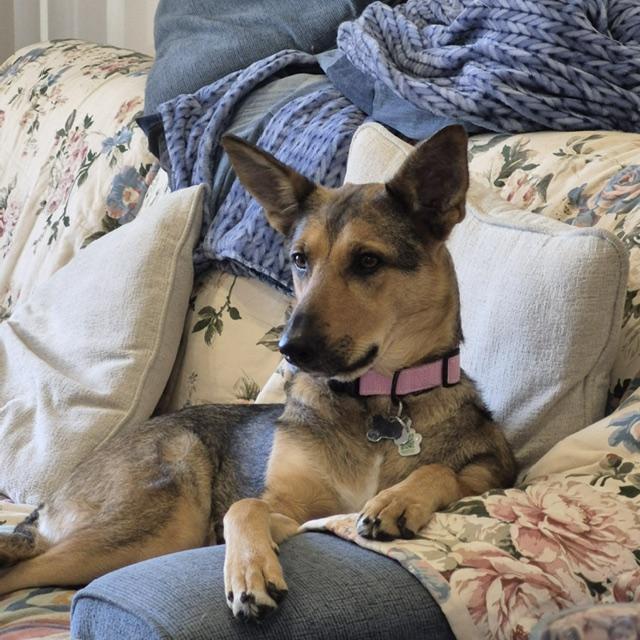 Hazel - pending, an adopted Mixed Breed in Saskatoon, SK image 3/4