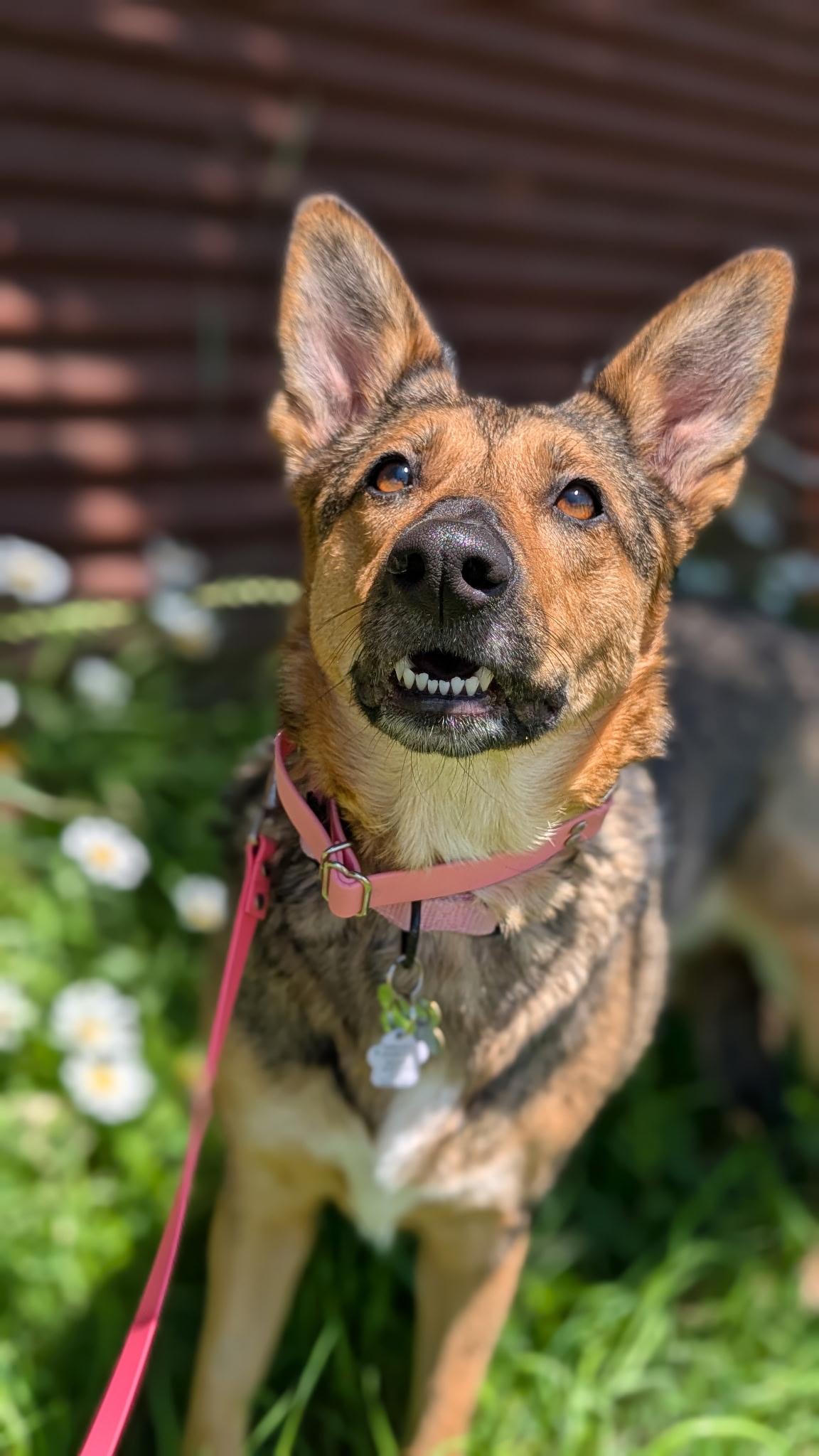 Hazel - pending, adopted, Adult Female Mixed Breed.