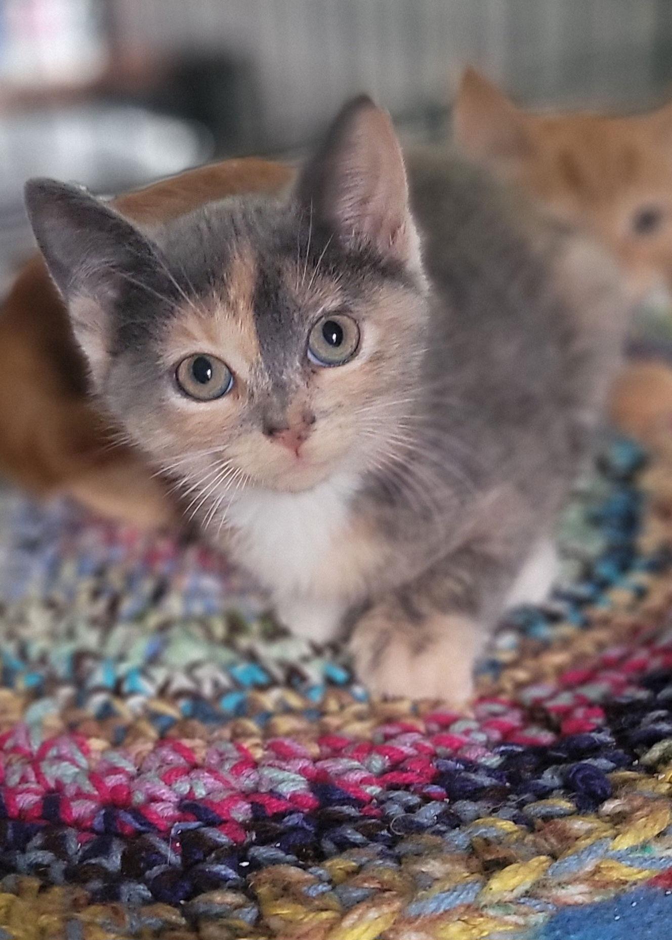 Enlarge Stacy's Mom, a Adopted Domestic Short Hair in Hollywood, MD image 1/1