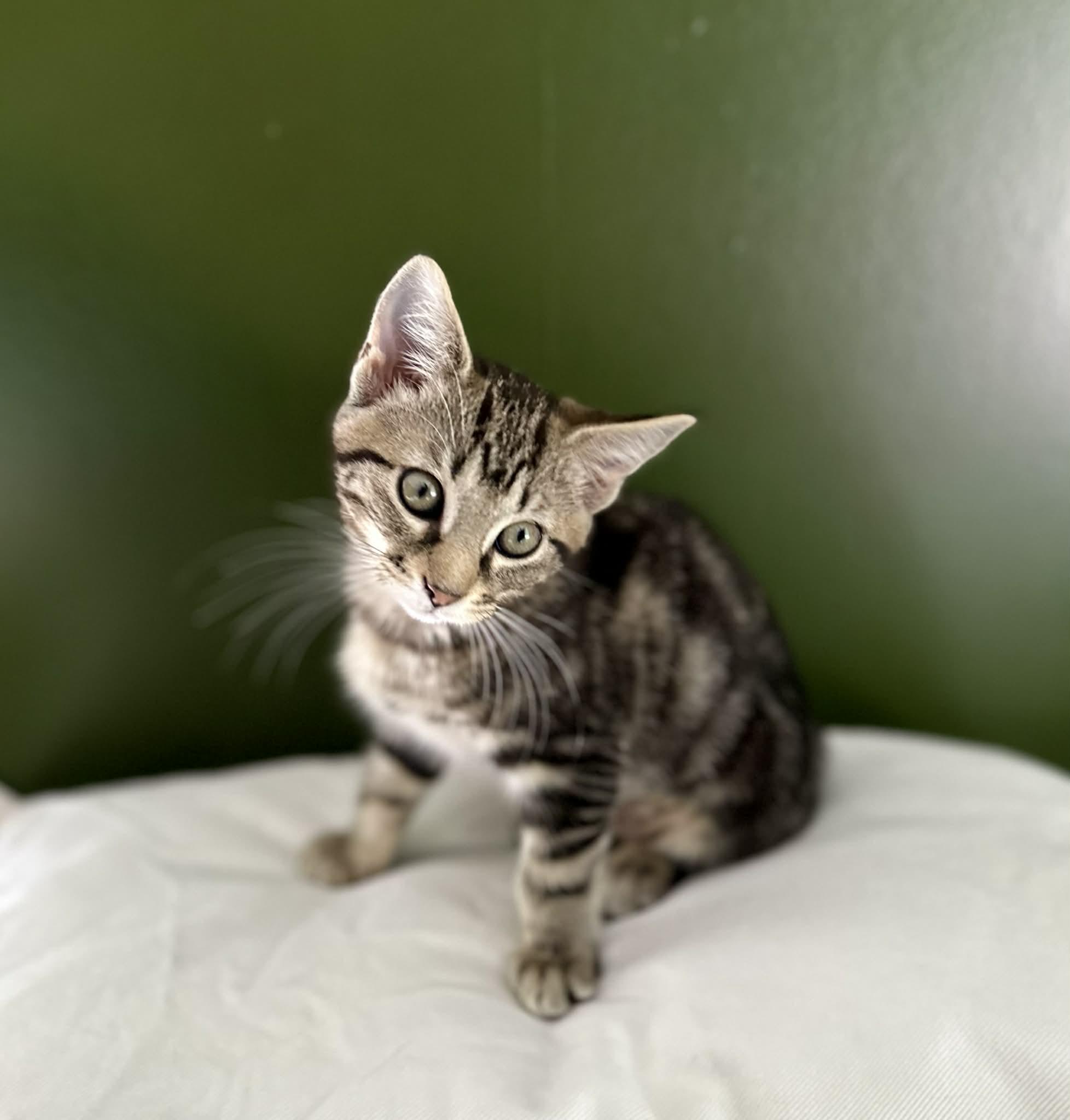 Enlarge Lilly, a ADOPTABLE Domestic Short Hair in Belchertown, MA image 2/2