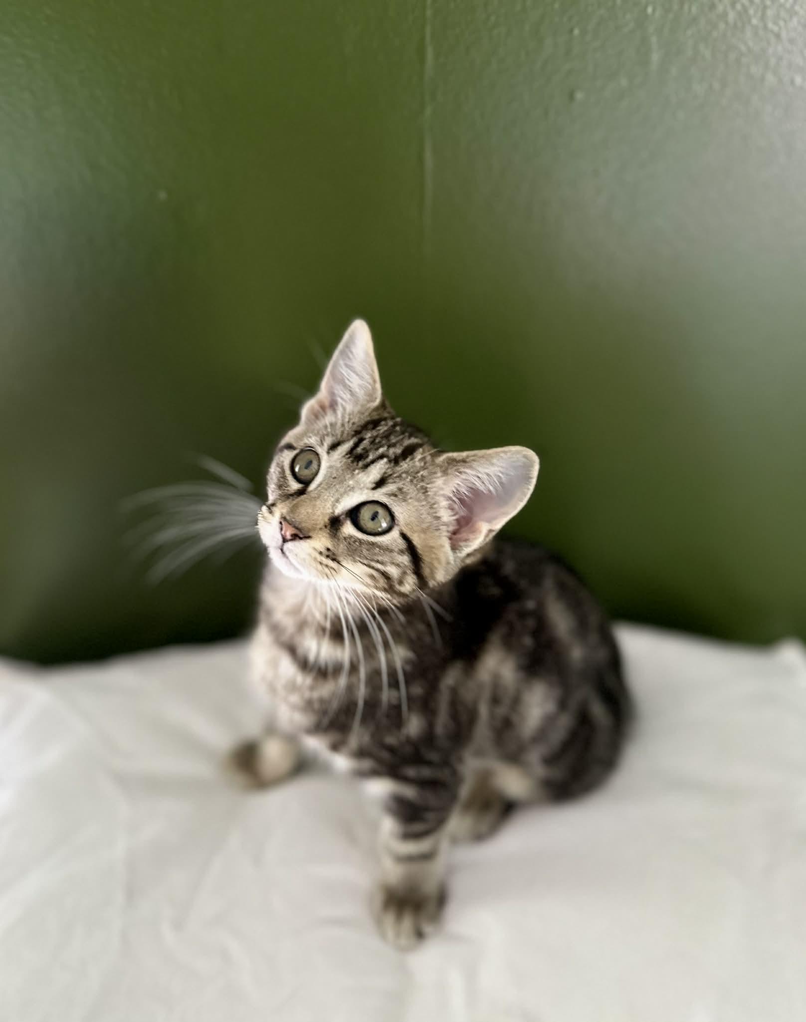 Lilly, ADOPTABLE, Young Female Domestic Short Hair.