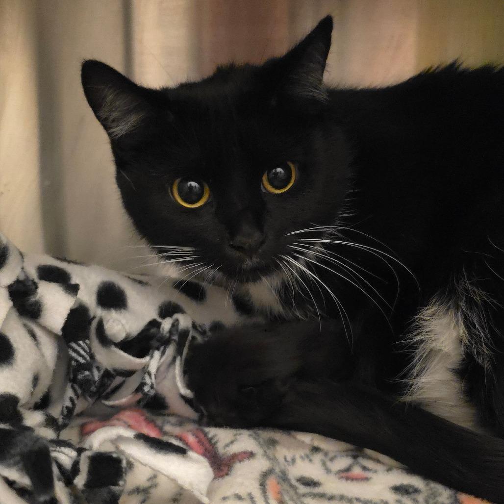 Enlarge Renee, a Adoptable Domestic Short Hair in Council Bluffs, IA image 1/1