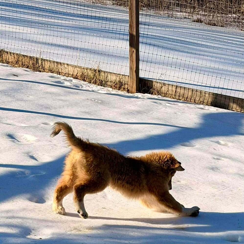 Enlarge Judy Haynes, a Adoptable mixed breed in Troy, VA image 1/6