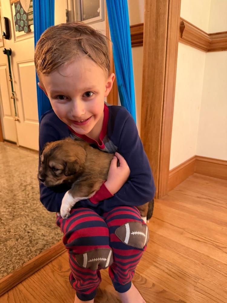 Judy Haynes, Adoptable, Puppy Female Great Pyrenees.