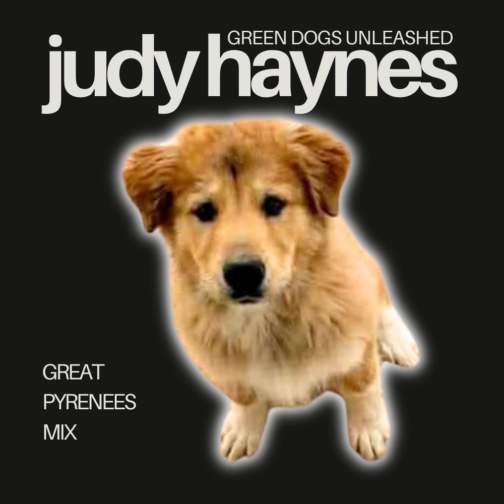 Enlarge Judy Haynes, a Adoptable mixed breed in Troy, VA image 3/6