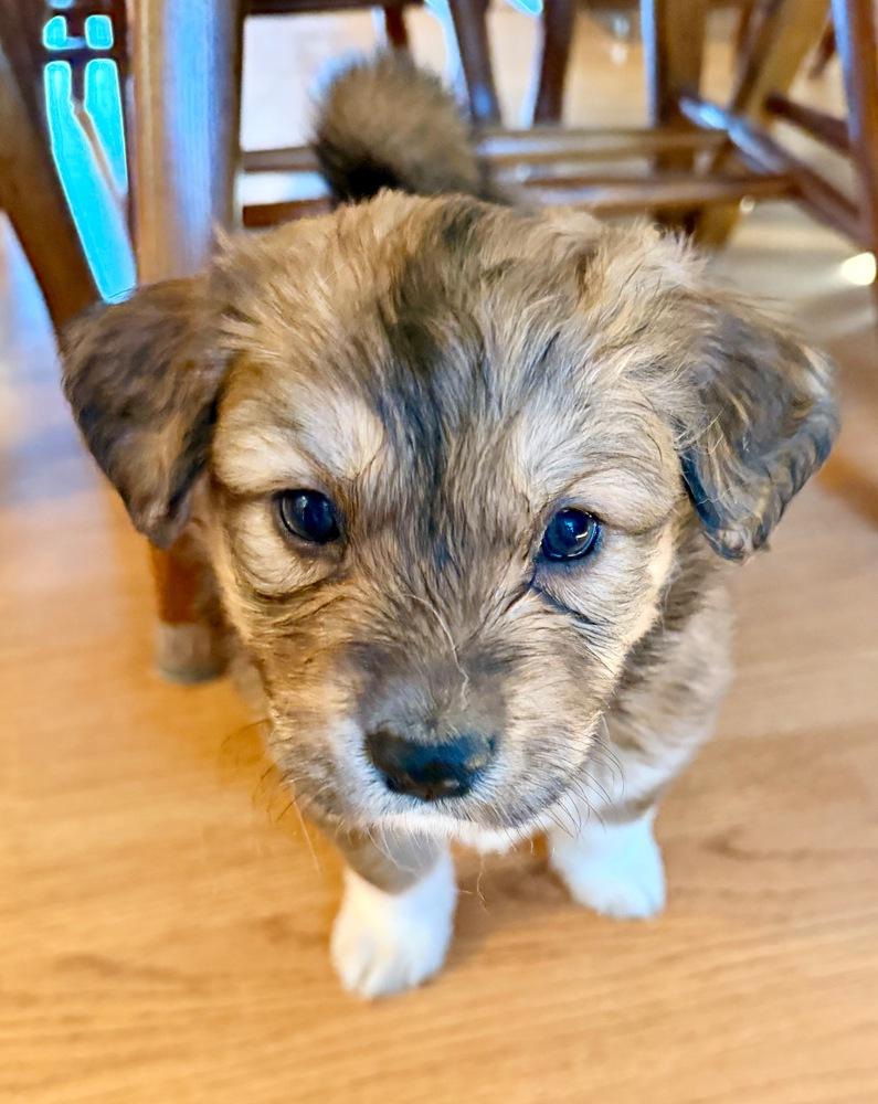 Enlarge Judy Haynes, a Adoptable mixed breed in Troy, VA image 2/6