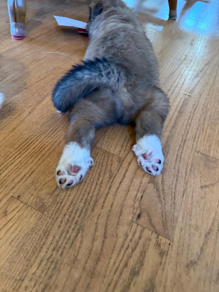 Enlarge Judy Haynes, a Adoptable mixed breed in Troy, VA image 3/6