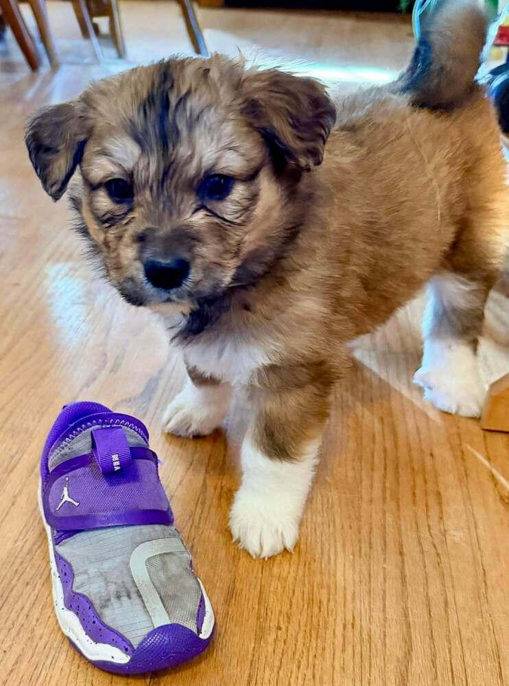 Enlarge Judy Haynes, a Adoptable mixed breed in Troy, VA image 4/6