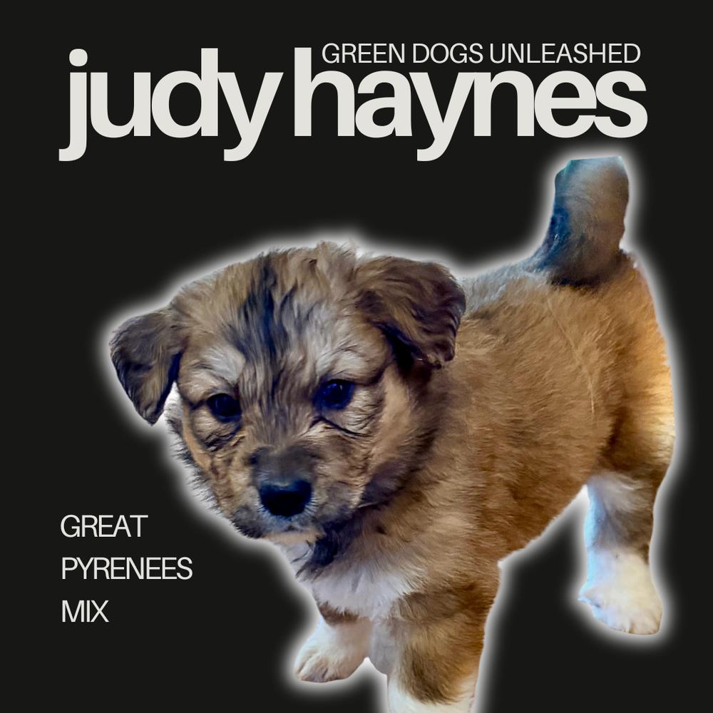 Judy Haynes thumbnail 5