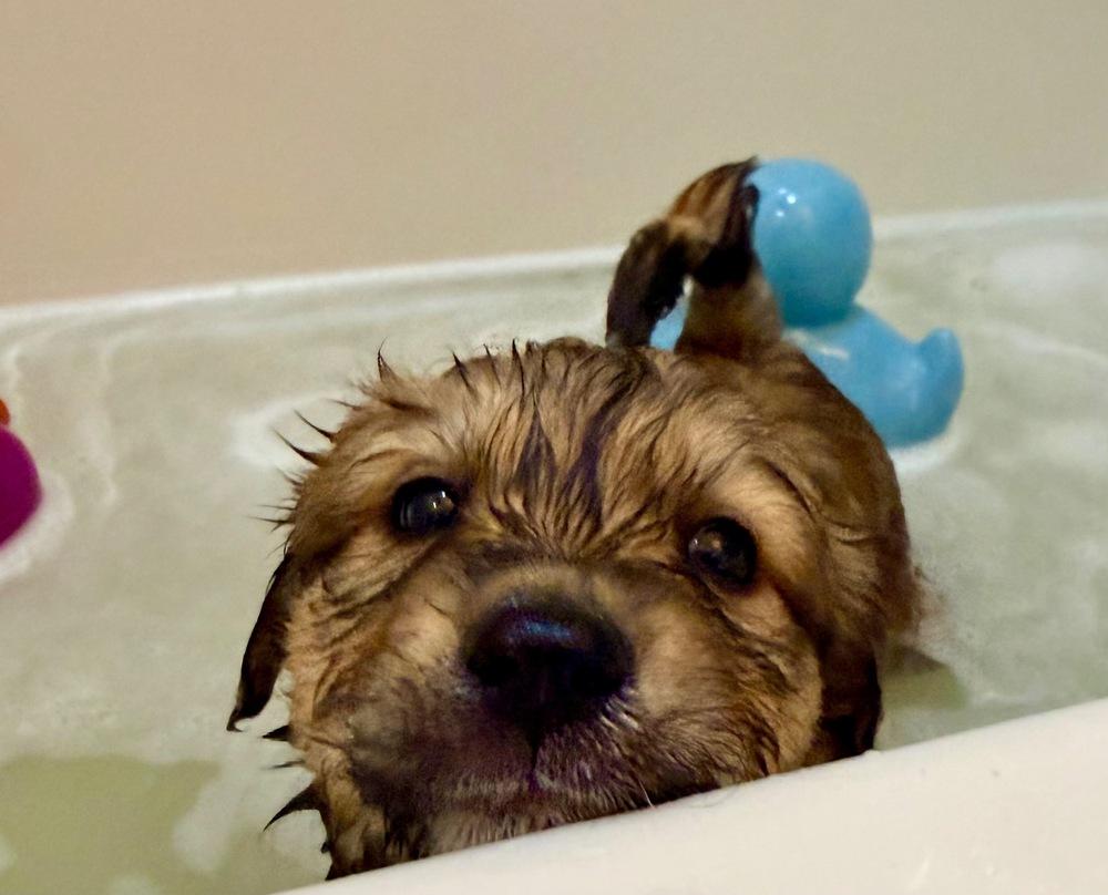 Enlarge Judy Haynes, a Adoptable mixed breed in Troy, VA image 6/6