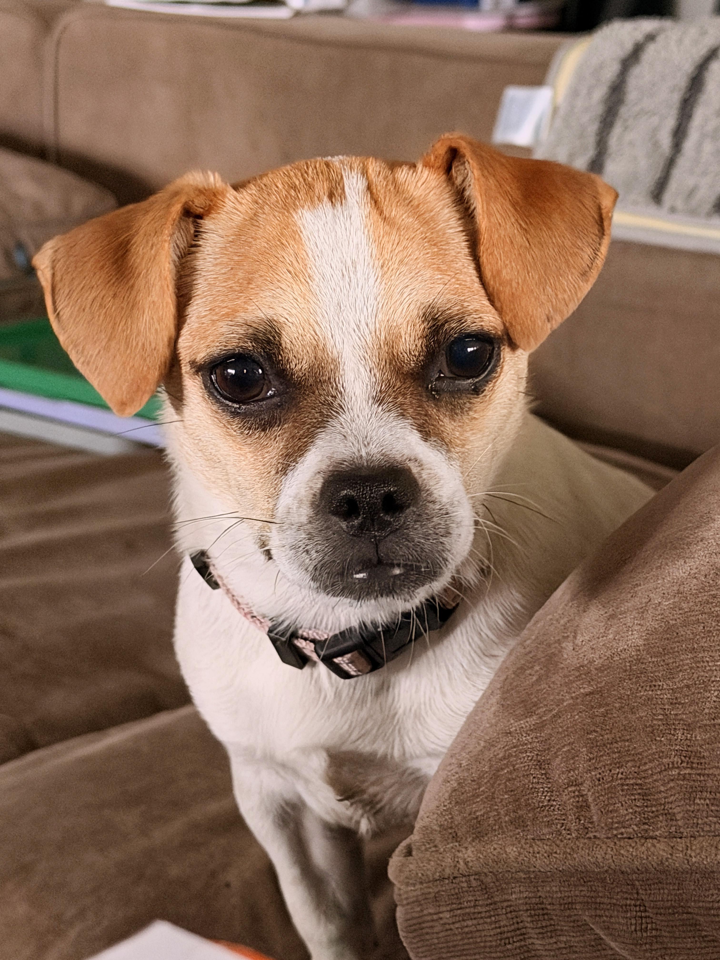 Enlarge Miss Eleanor (Ellie), a ADOPTABLE mixed breed in Austin, TX image 2/4
