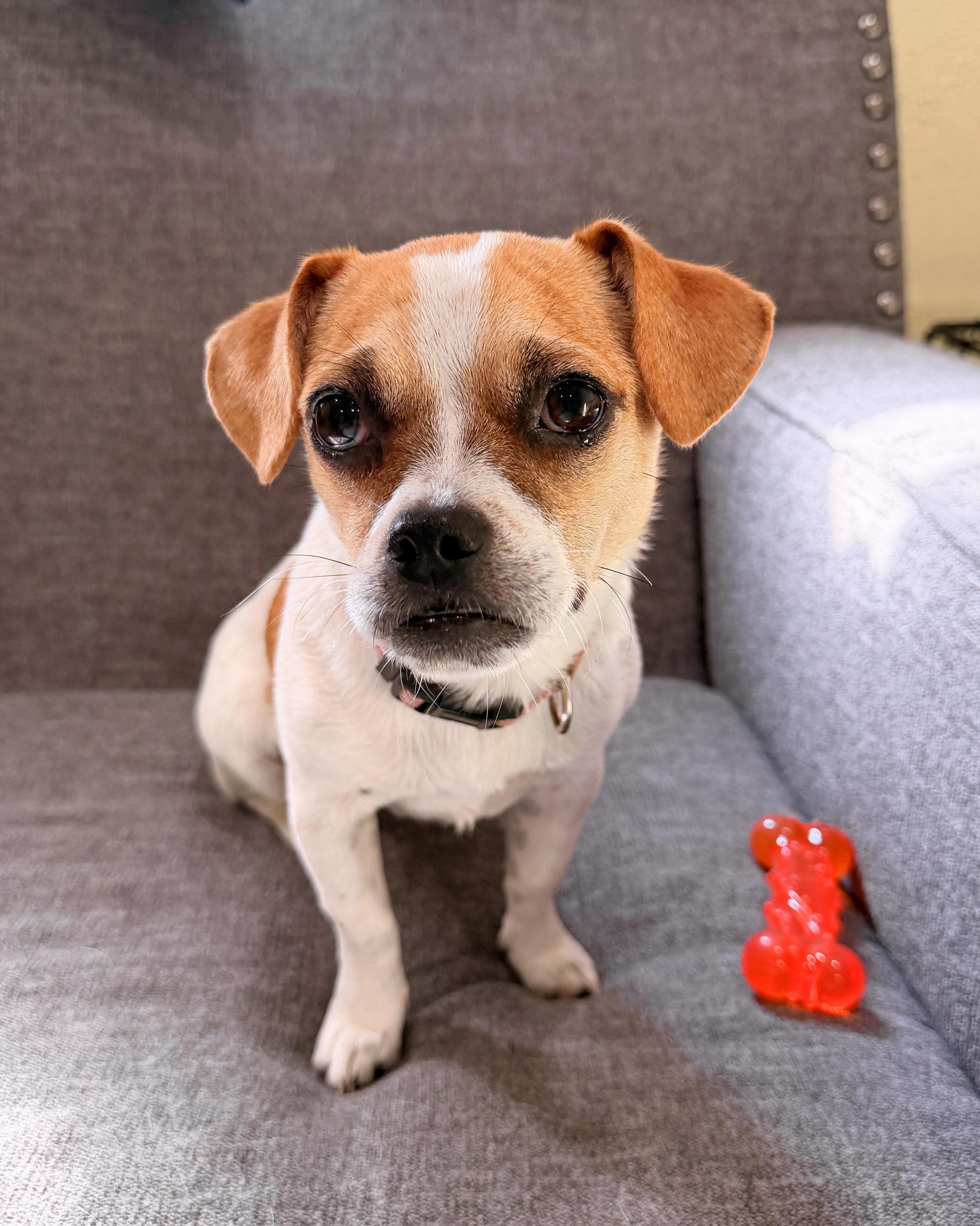 Enlarge Miss Eleanor (Ellie), a ADOPTABLE mixed breed in Austin, TX image 1/4