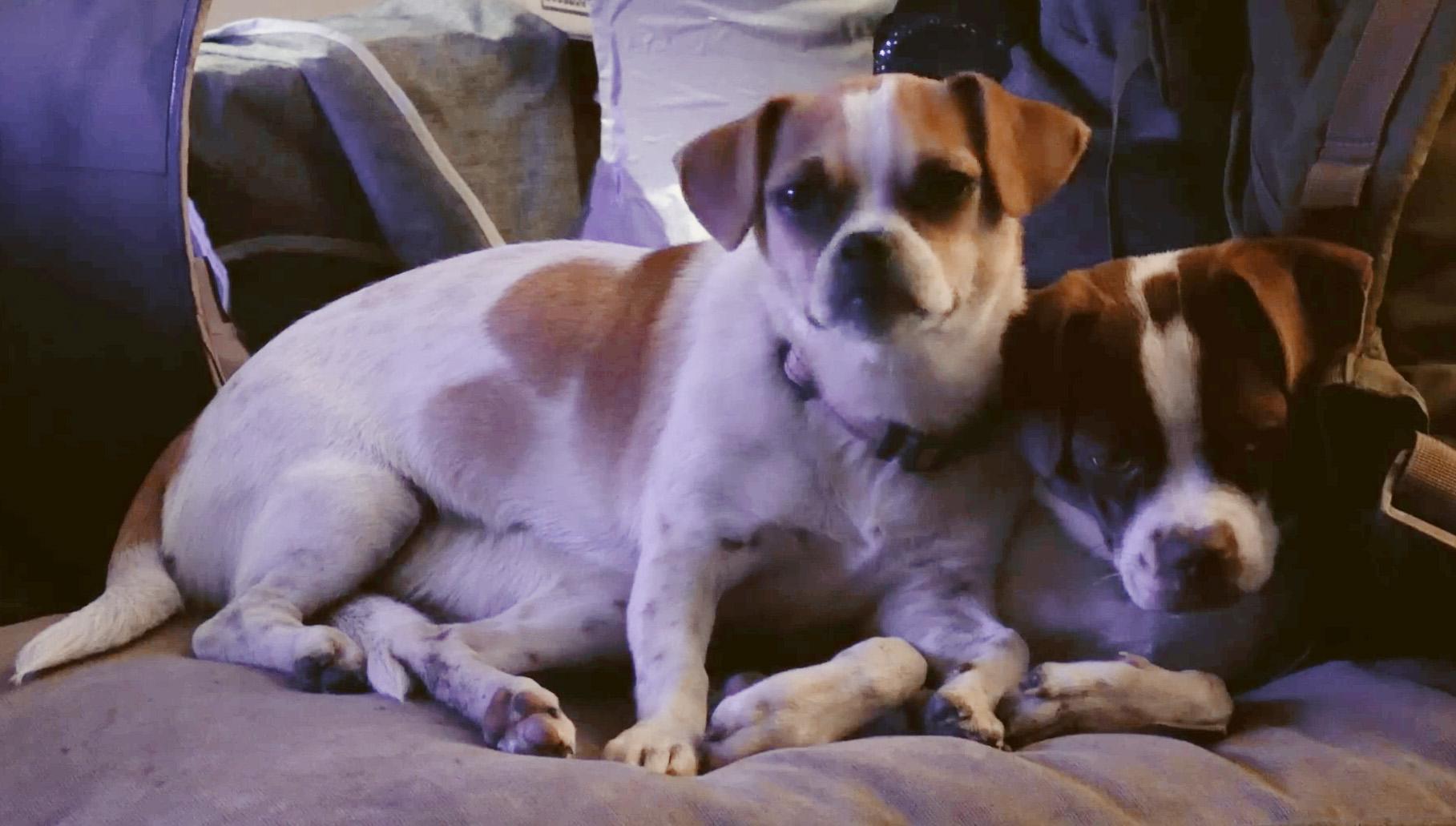 Enlarge Miss Eleanor (Ellie), a ADOPTABLE mixed breed in Austin, TX image 4/4