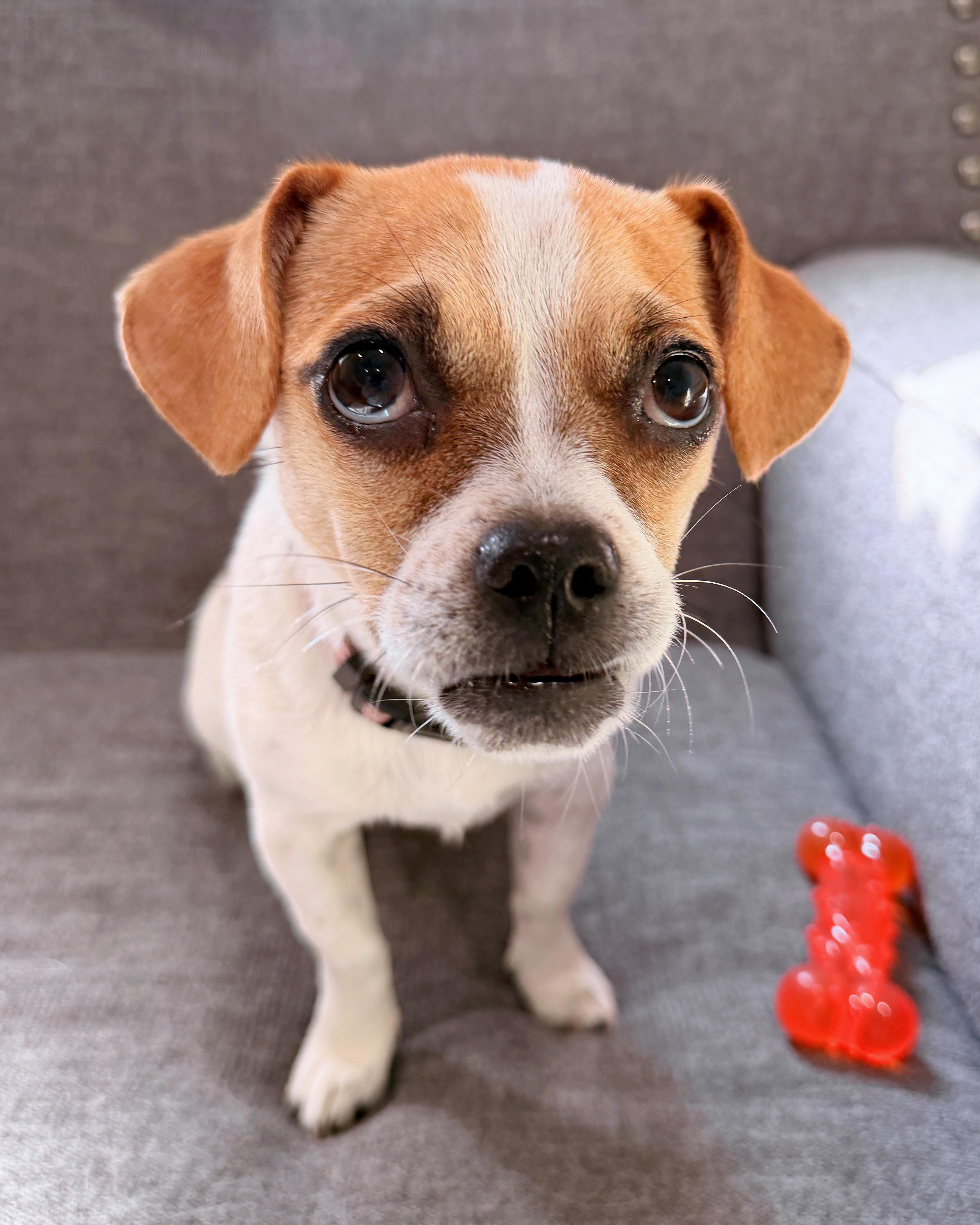 Enlarge Miss Eleanor (Ellie), a ADOPTABLE mixed breed in Austin, TX image 3/4